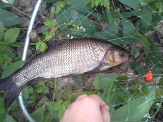 S�yne 1,40 kg