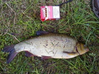 S�yne 1,63 kg