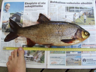 S�yne 1,64 kg