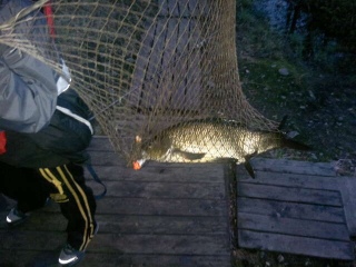S�yne 1,50 kg