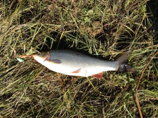 S�yne 3,80 kg