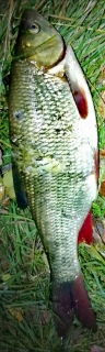 S�yne 1,78 kg
