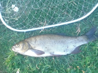 Säyne 1,42 kg