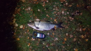Säyne 1,33 kg