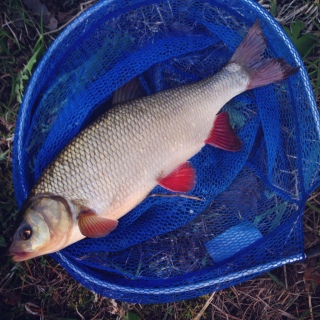 S�yne 1,65 kg