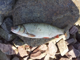 S�yne 250 g