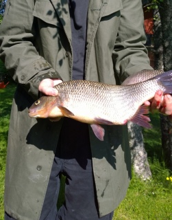 S�yne 1,75 kg