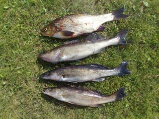 S�yne 1,05 kg