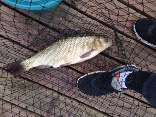 S�yne 1,20 kg