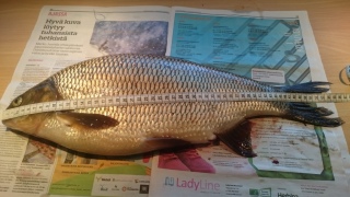 S�yne 2,68 kg