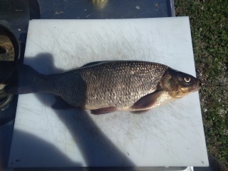S�yne 1,08 kg