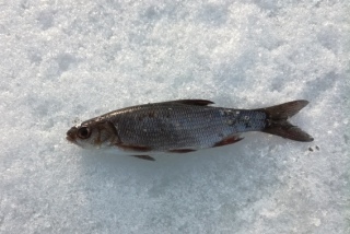 S�yne 25 g