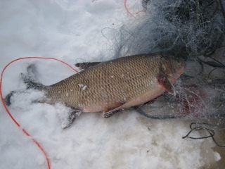 S�yne 1,32 kg