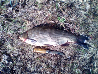 S�yne 1,43 kg
