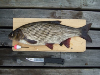 S�yne 1,20 kg
