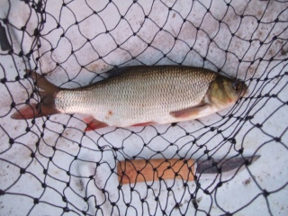 S�yne 650 g