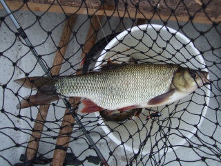 S�yne 660 g