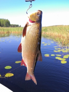 S�yne 1,10 kg