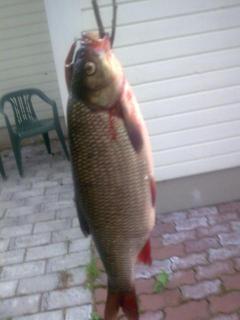S�yne 1,20 kg
