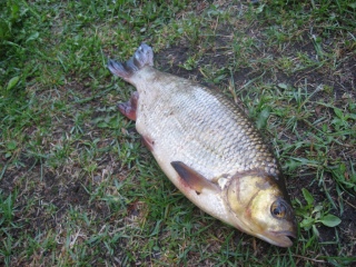 S�yne 1,10 kg