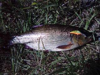 S�yne 1,10 kg