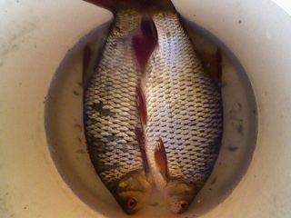 Sorva 600 g