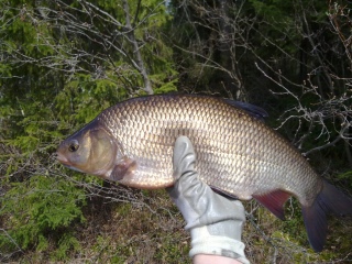S�yne 1,22 kg