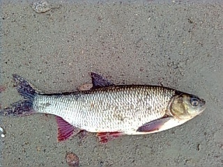 S�yne 500 g