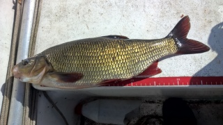 S�yne 1,03 kg