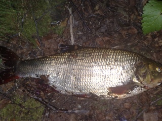 S�yne 1,40 kg