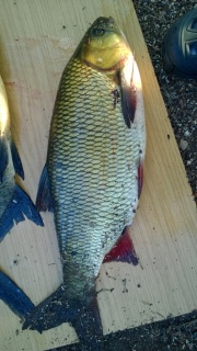 S�yne 1,93 kg