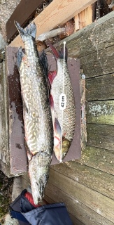 Säyne 1,11 kg