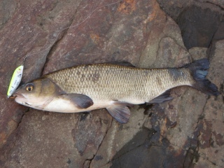 S�yne 1,50 kg