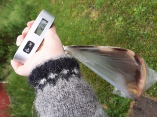 S�yne 2,12 kg