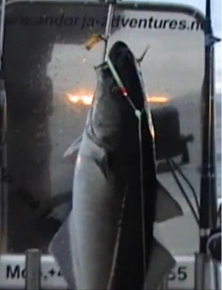 Sei 2,80 kg