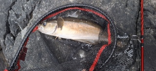 Sei 1,57 kg