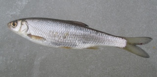 Seipi 55 g