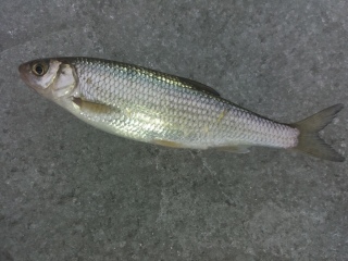 Seipi 50 g
