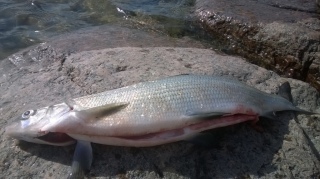 Siika 900 g