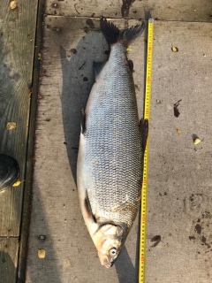 Siika 4,50 kg