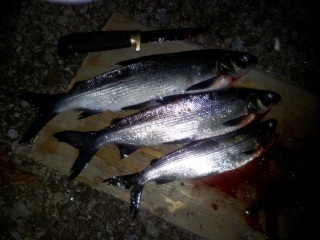 Siika 900 g
