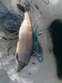Siika 1,66 kg