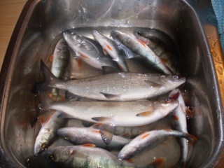 Siika 1,60 kg