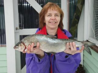 Siika 2,00 kg
