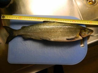 Siika 1,21 kg