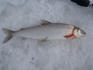 Siika 380 g