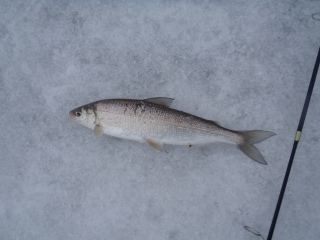 Siika 340 g