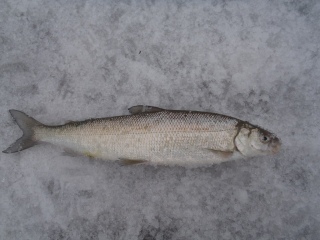 Siika 290 g
