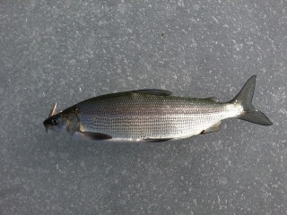 Siika 740 g