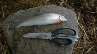Siika 240 g